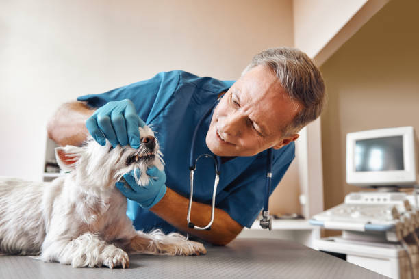 Best 24-Hour Emergency Dental Care in Manor, TX